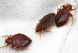 bed bug 