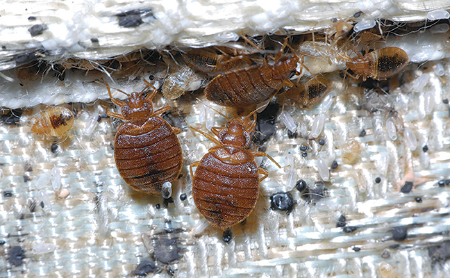 bed bug 