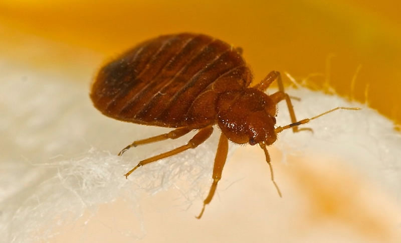 All You Need To Know About Bed Bug Infestation