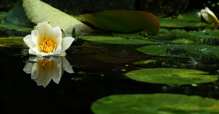 A Homeowners Guide to Pond Cleaning 