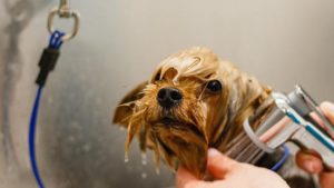 bathing