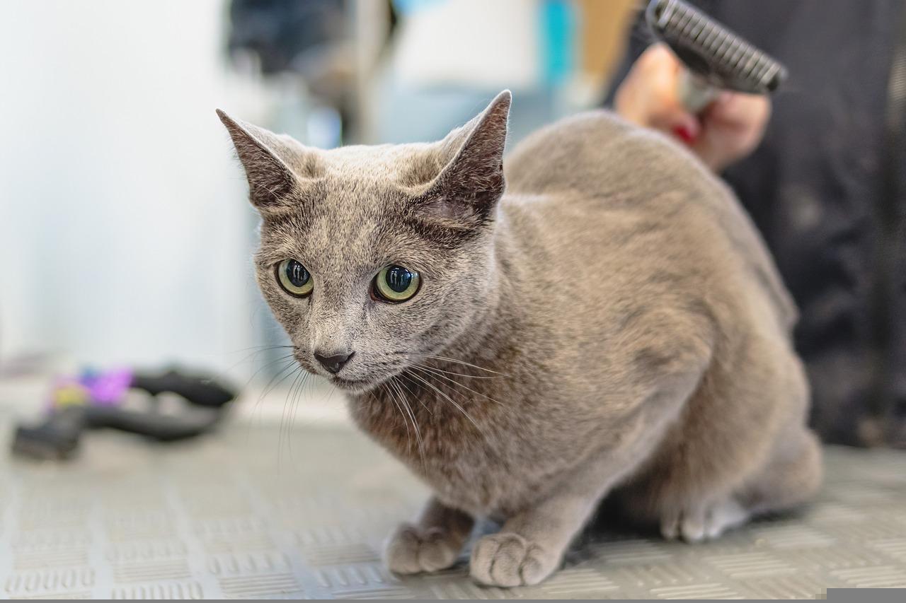 How to Keep Your Pet Looking and Feeling Its Best